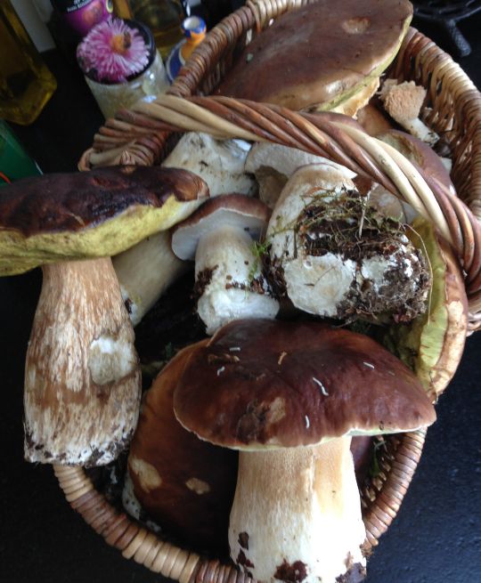 Mushroom Hunting in France
